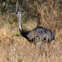 Greater Rhea